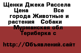 Щенки Джека Рассела › Цена ­ 10 000 - Все города Животные и растения » Собаки   . Мурманская обл.,Териберка с.